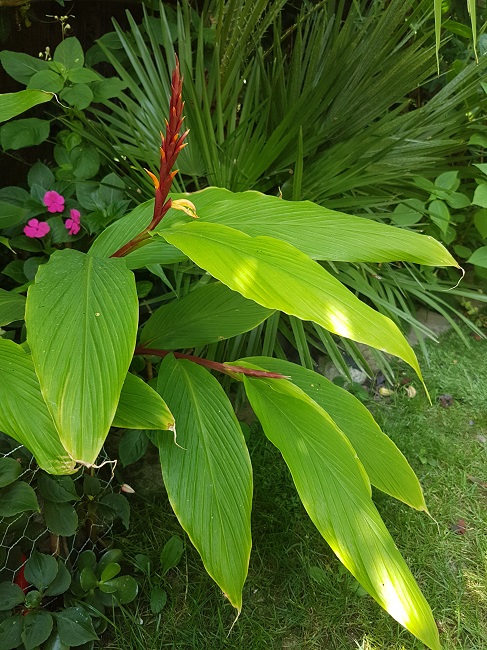 Jardin 08072017 1.jpg