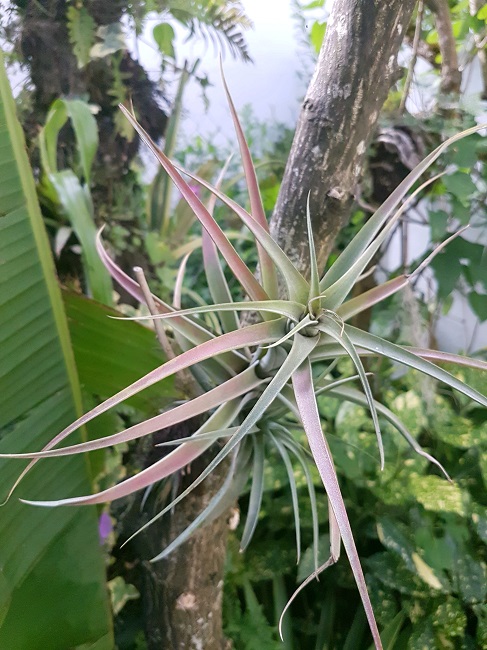 Tillandsias 08072017 (1).jpg