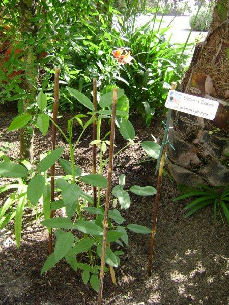 003 Erythrina X bidwillii  non déterminée.jpg