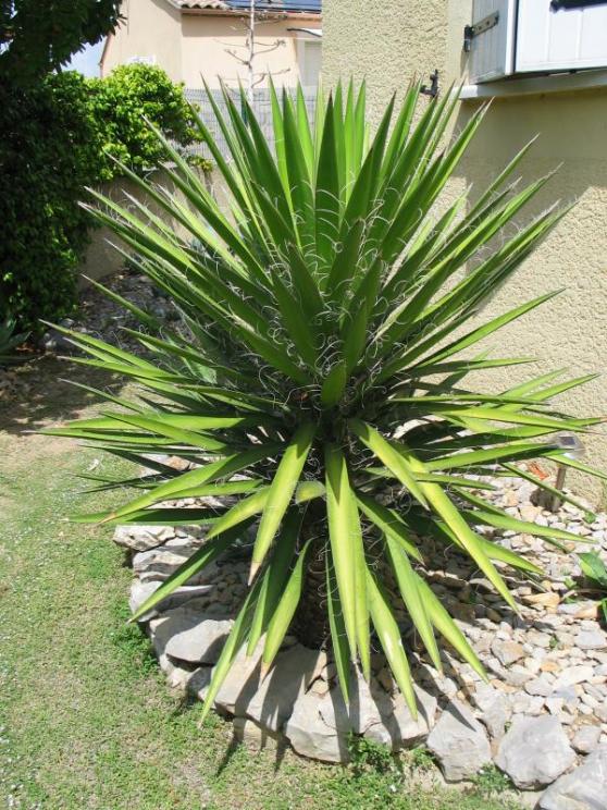 Yucca sp..jpg