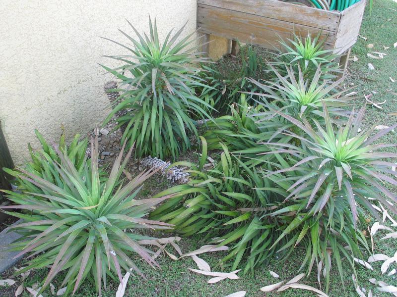 Yucca x desmetiana.jpg