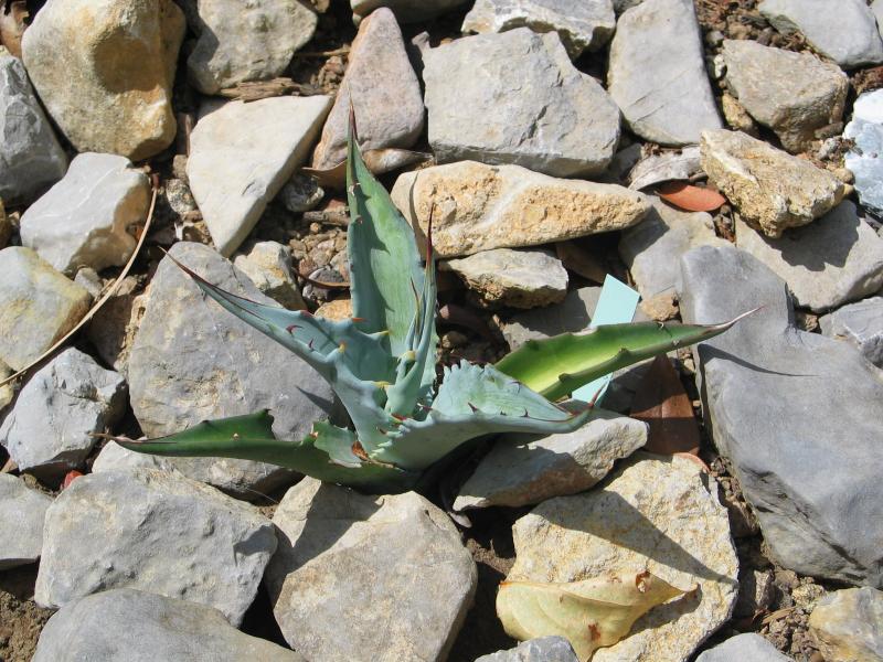 Agave gigantensis.jpg