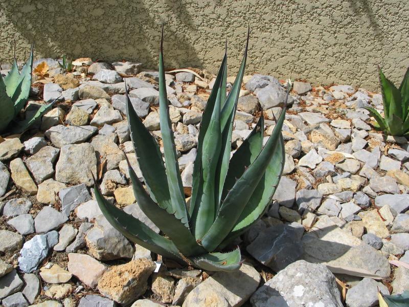 Agave shawii goldmaniana.jpg