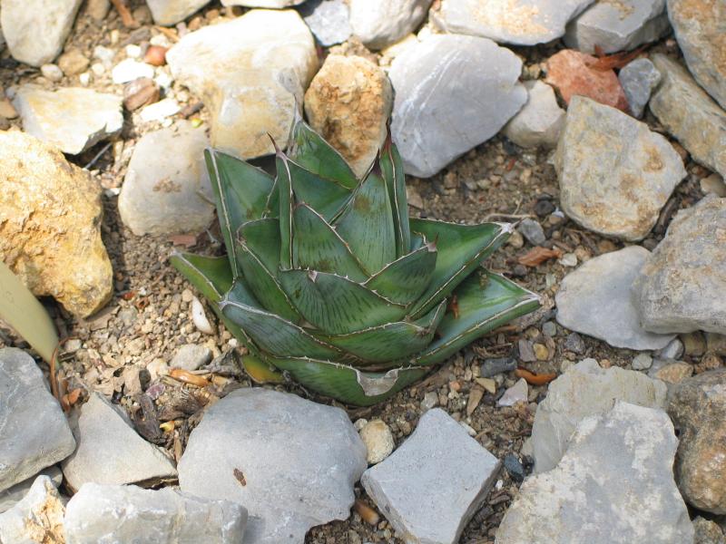 Agave x pumila.jpg