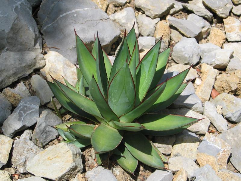 Agave x romanii.jpg