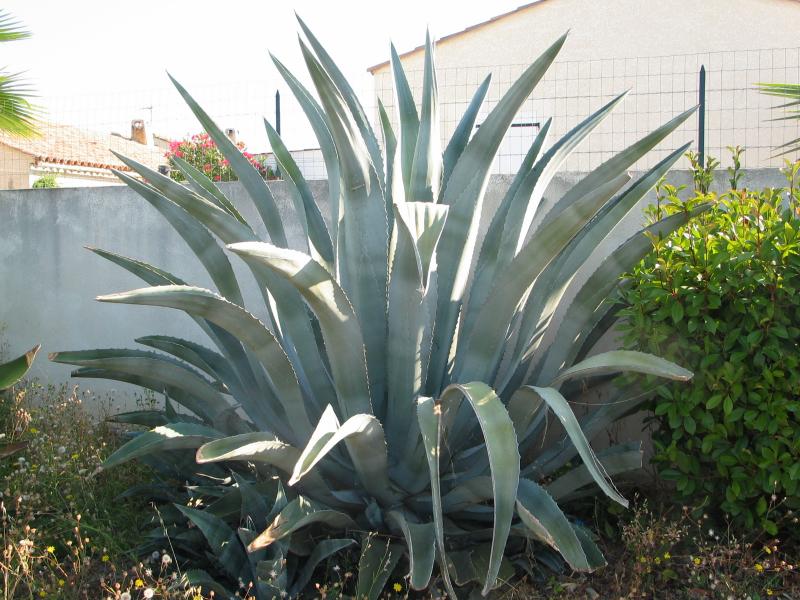 Agave americana protoamreicana.jpg