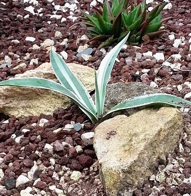 agave angustifolia marginata (Copier).jpg