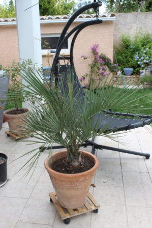 Butia capitata.JPG