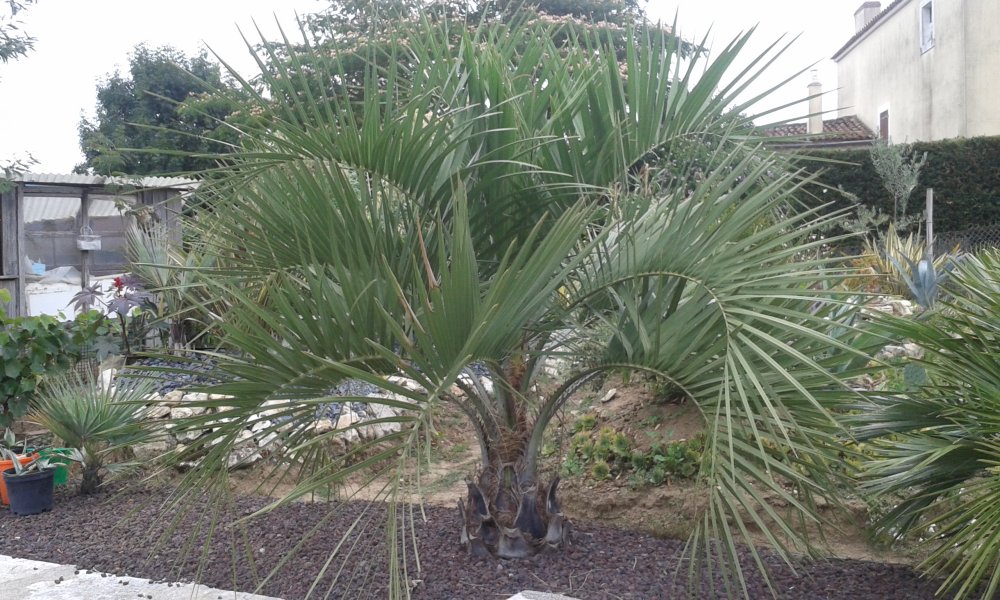 butia capitata juillet 2017