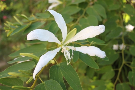 Bauhinia Grandiflora.JPG