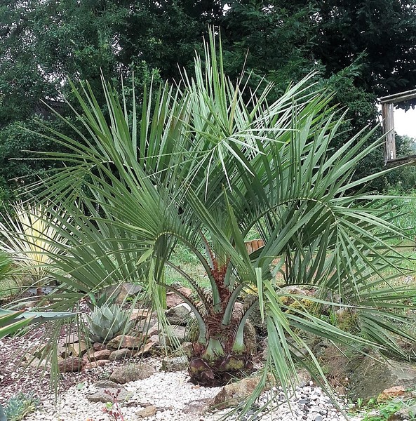 butia odorata (2) (Copier).jpg