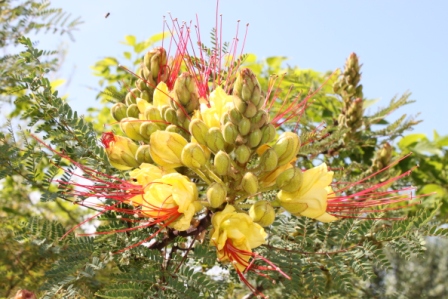 Caesalpinia Gilliesii.JPG