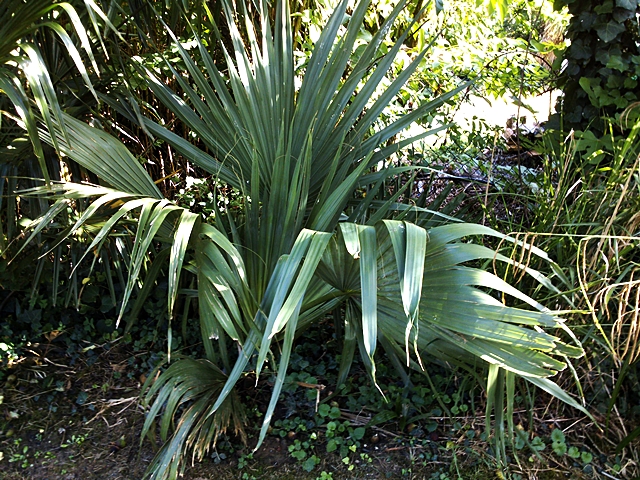 Sabal minor