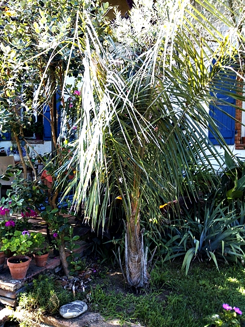 Parajubaea sp anda. Désolé pour le contrejour mais pas le choix... se comporte très bien après quelques années