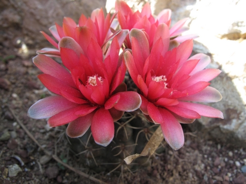 Gymnocalycium_baldianum.jpg