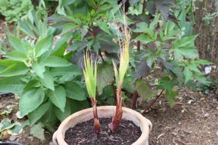 Washingtonia filifera.JPG