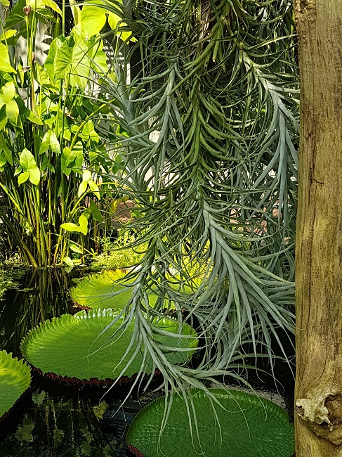 NY Jardin botanique juillet 2017 (20).jpg