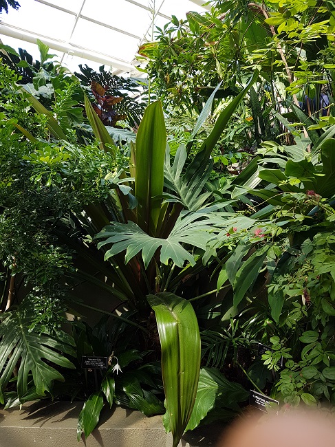 NY Jardin botanique juillet 2017 (6).jpg