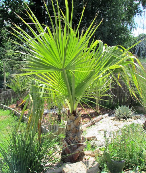 washingtonia filibusta ; (Copier).JPG