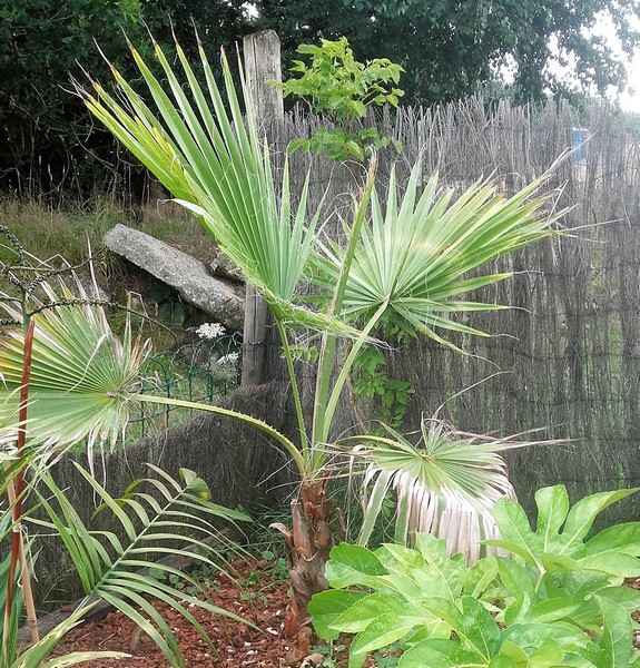 washingtonia robusta (Copier).jpg