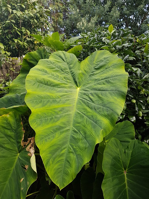 Colocasia Jack Giant 02082017.jpg