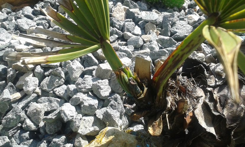 Thritrinax campestris un jumeau mort
