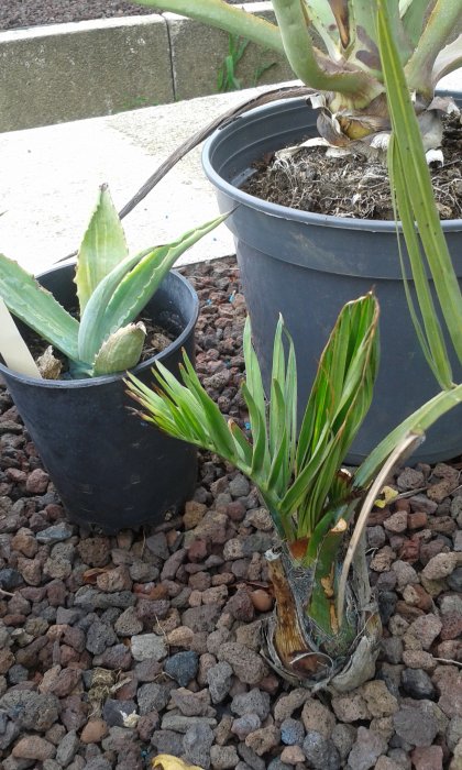 Butia yatay