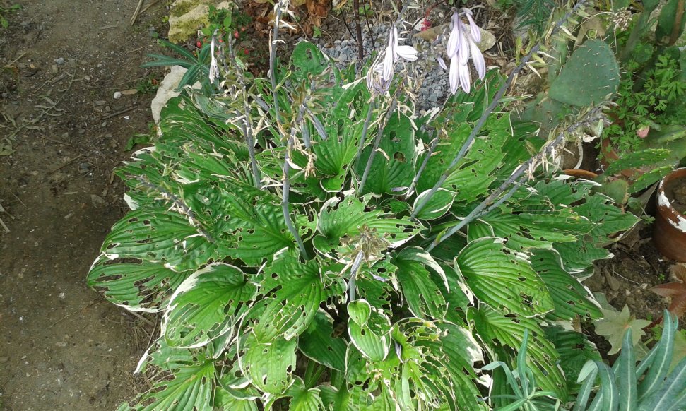 Hosta