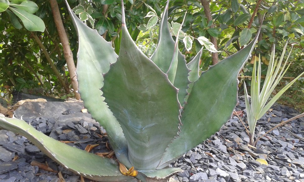 agave férox qui pourrait ressembler à celle de gimli+brahea super silver