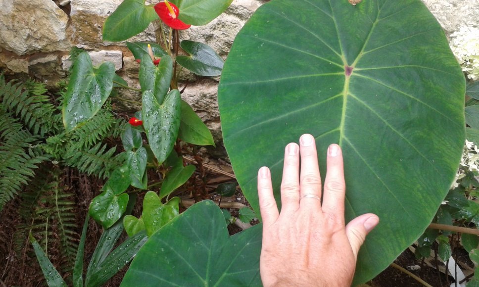 Généreux don pink china planté ce printemps, de lasio,merci encore