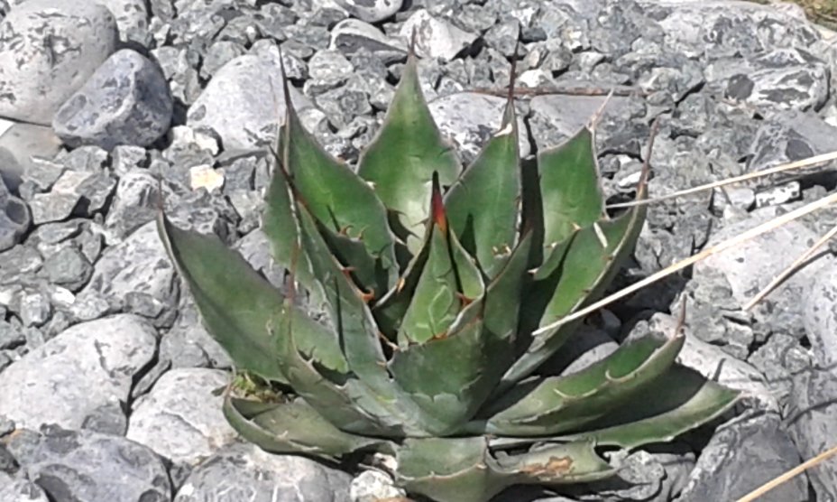 Ovatifolia Giant