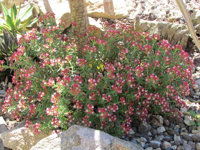 crassula sarcocaulis (Copier).JPG