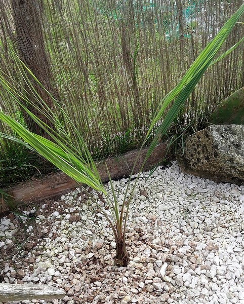 butia catarinensis (Copier).jpg