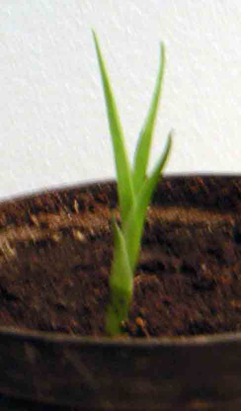 PICT0006.JPG