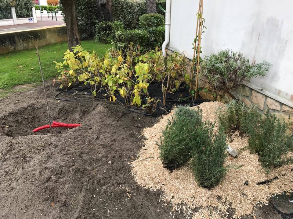 Les premières plantations pour compléter le fond : lavandes. Premier gros trou pour y planter un butia capitata