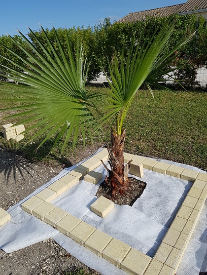 Washingtonia