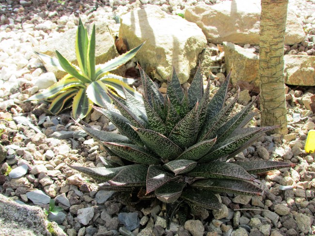 gasteraloe (Copier).JPG