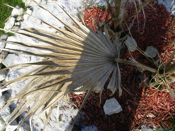 palme whashingtonia.jpg