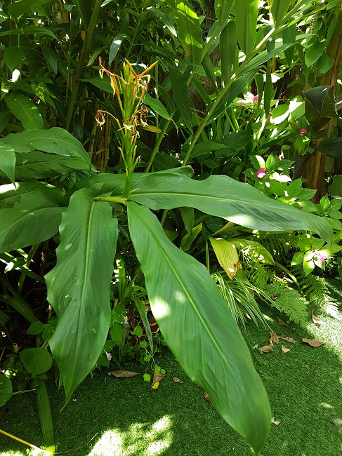 Fruits et fleurs 23082017 (10).jpg