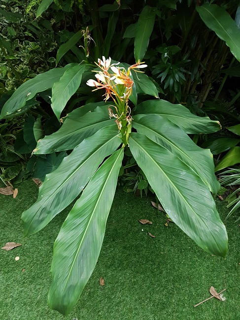 Hedychium spitacum 27082017 (3).jpg