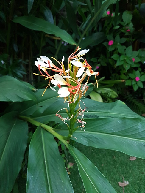 Hedychium spitacum 27082017 (1).jpg
