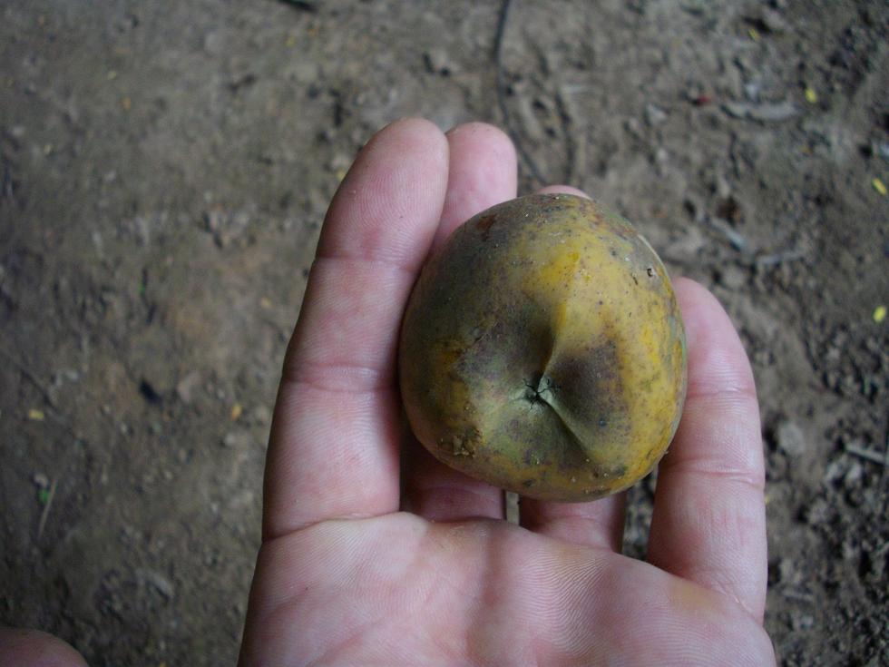Fruit.JPG