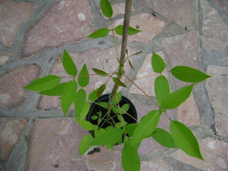 002 Erythrina X bidwillii.jpg