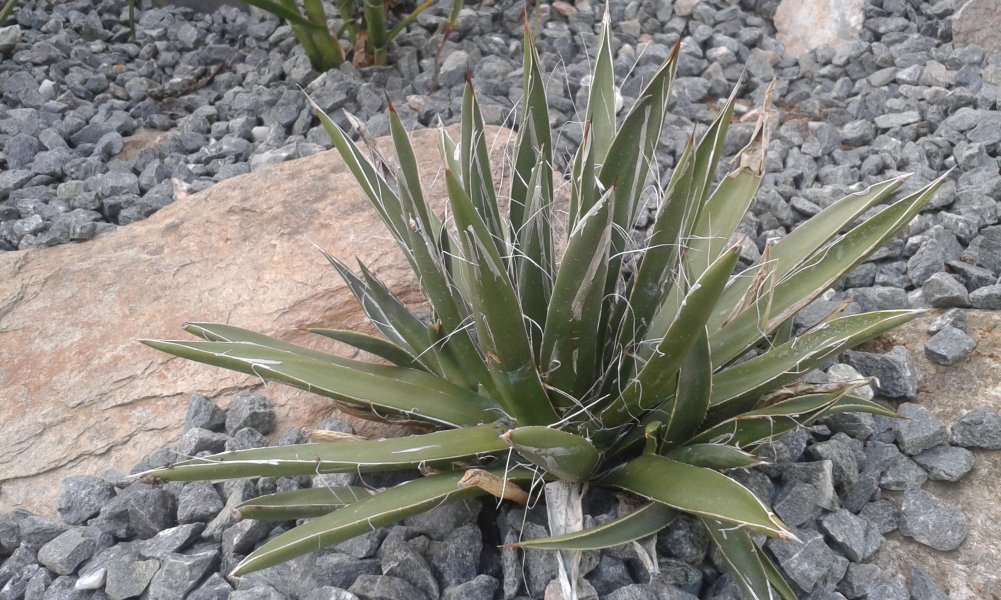 Agave filiféra