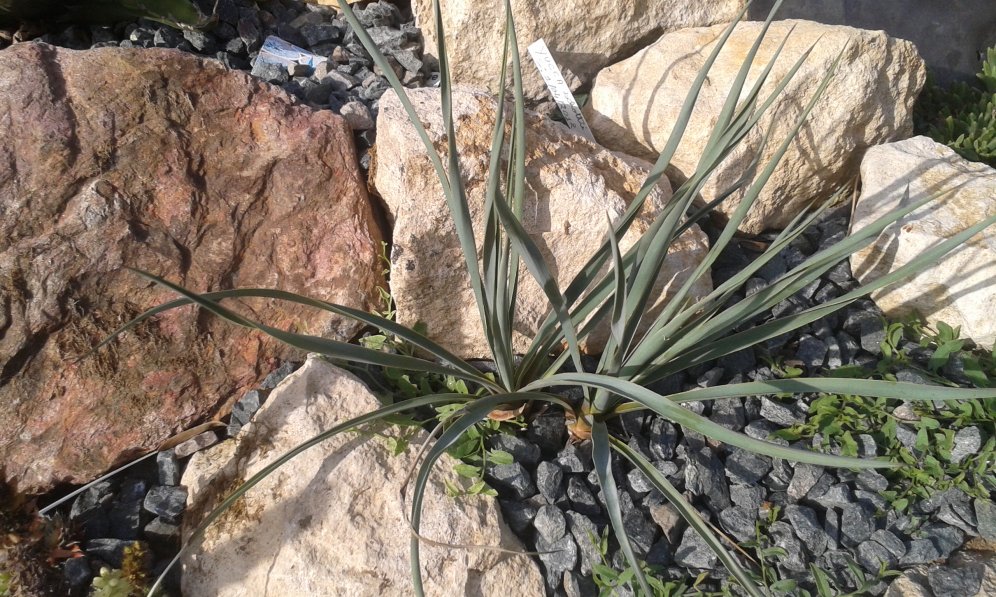 yucca schotti