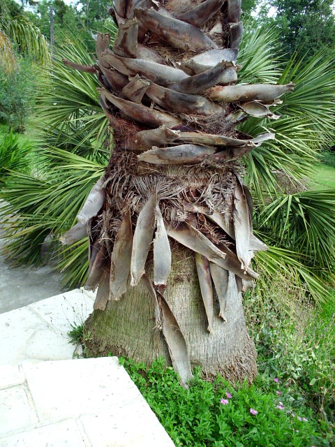 HPIM0038.JPG