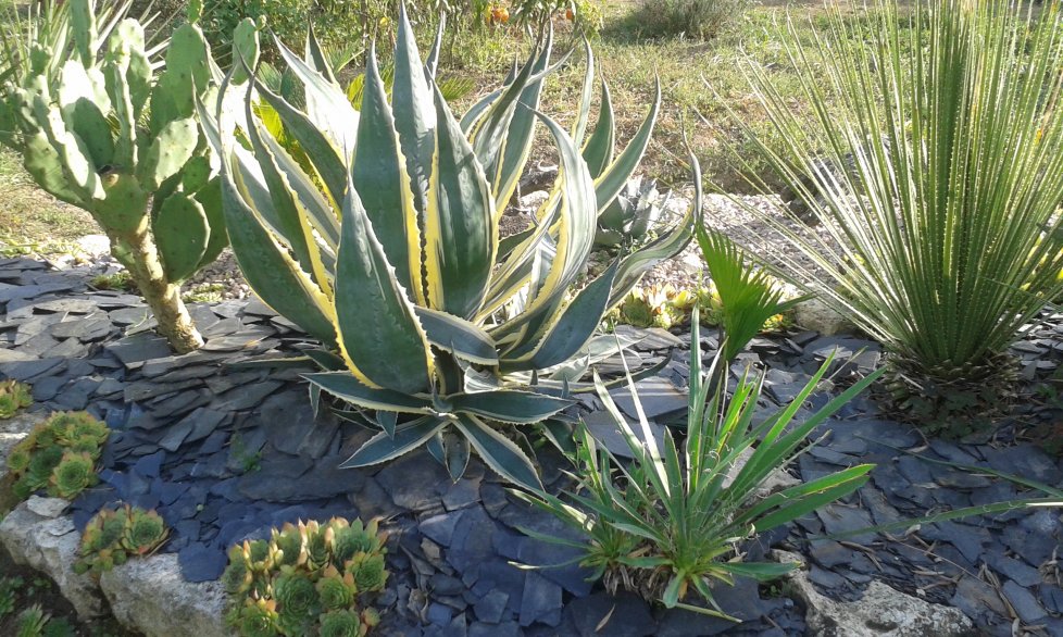 variegata americana