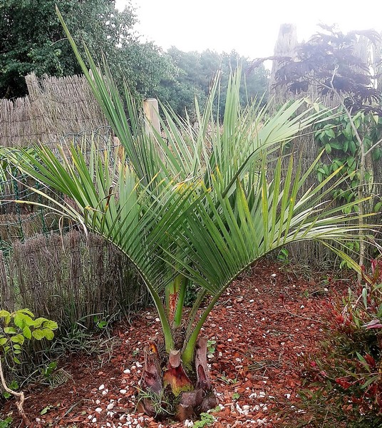 butia odorata vert (Copier).jpg