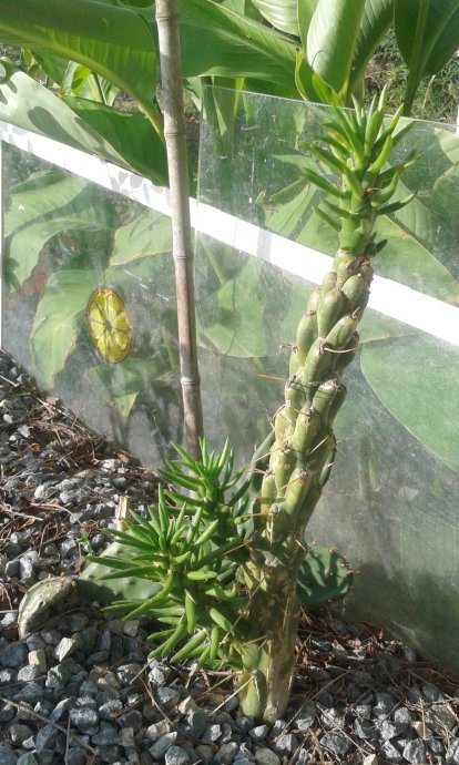 Demande identification SVPlaît ,merci