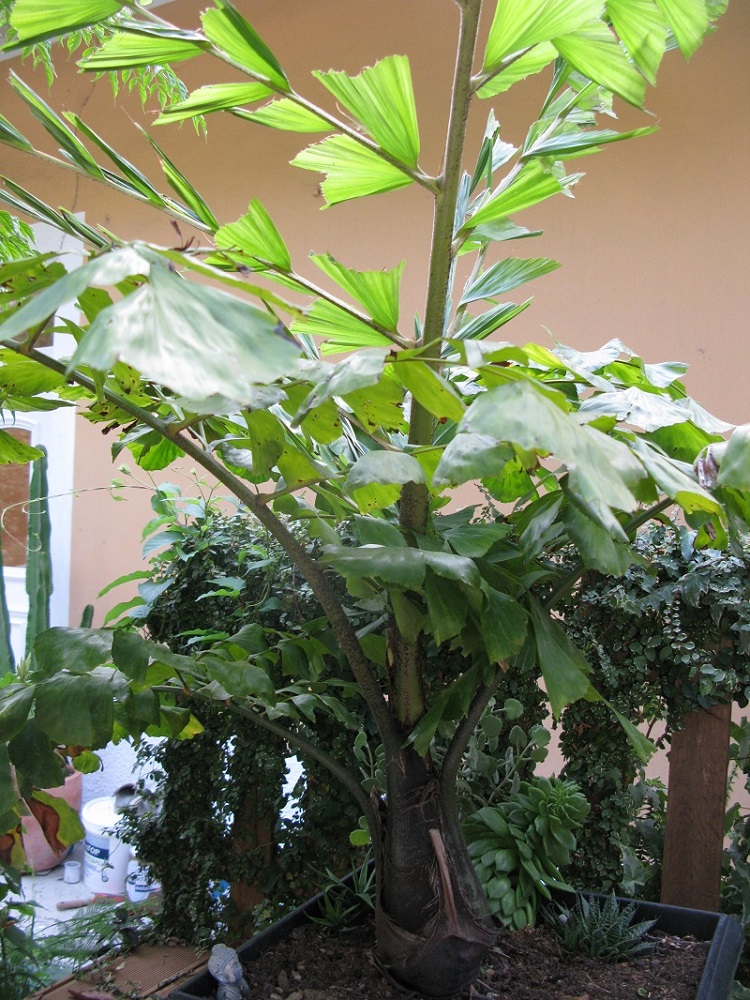 Caryota ochlandra